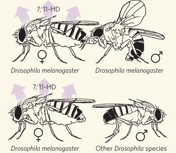  D.melanogaster     7,11-HD (7,11-),     ,   .           ,    ,      . .      Nature