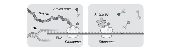     ()     ().    (DNA)    (RNA),       (ribosome)     (protein).   (amino acid),     ,      (   ).       ,         .     New York Times ,      2009 (  www.nytimes.com)