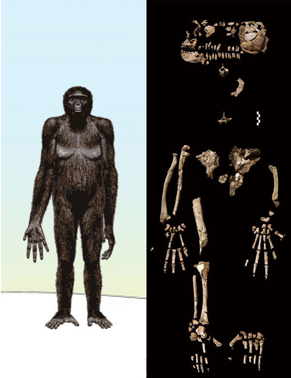 Примерно так, по мнению авторов спецвыпуска Science, могла выглядеть Арди, самка Ardipithecus ramidus. В официальных документах Арди значится как «скелет ARA-VP-6/500». Изображения из статьи White et al. Ardipithecus ramidus and the Paleobiology of Early Hominids