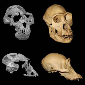 Череп ардипитека (слева) и шимпанзе. Изображение из статьи Suwa et al. Paleobiological Implications of the Ardipithecus ramidus Dentition