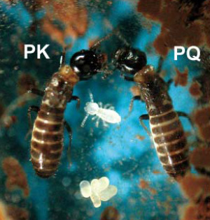       Reticulitermes speratus:  (PK)   ໠(PQ)    .        Science
