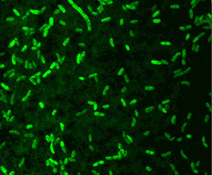 Светящиеся бактерии Vibrio fischeri. Фото E. Nelson & L. Sycuro с сайта microbewiki.kenyon.edu