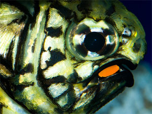 Две яркие «фары» на нижней челюсти рыбы Monocentris japonica, заселенные V. fischeri, помогают ей охотиться в темноте. Фото с сайта flickr.com/photos/kactusficus