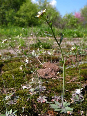   (Arabidopsis thaliana)     ,          ,  ࠗ    .    molbiol.ru