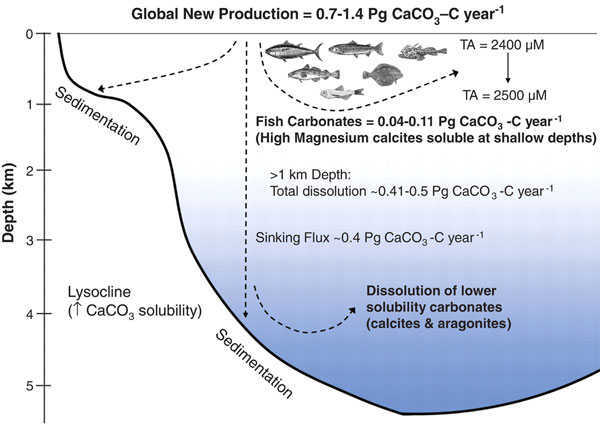 Схема, показывающая образование и растворение CaCO3 в океане на разных глубинах. Правая часть рисунка демонстрирует включение в этот процесс костистых рыб. Произведенный рыбами карбонат (а это 0,04–0,11 Пг углерода в CaCO3 за год) содержит много магния и, как правило, растворяется на глубинах менее 500 м, тогда как основная масса кальцита растворяется только на глубинах более одного километра. Если произведенный рыбами карбонат попадет на дно на мелководьях, он может покрыться сверху осадками и надолго выйти из круговорота. TA — total alkalinity (общая щелочность — сумма анионов слабых кислот, выраженная в микромолях HCO3–). Рис. из обсуждаемой статьи в Science