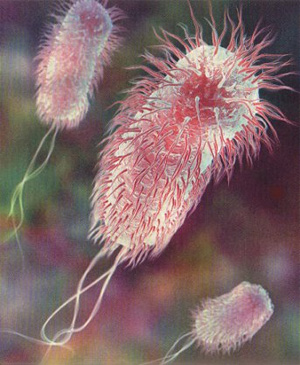   Escherichia coli     ,         .   anthropik.com