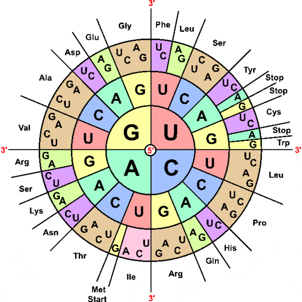 Стандартный генетический код. Центральный круг соответствует первой букве кодона (триплета нуклеотидов), средний — второй букве, внешний — третьей. Снаружи от кругов указаны 20 стандартных аминокислот, кодируемых соответствующими триплетами. Рядом с кодонами UGU и UGC, кодирующими цистеин (Cys), находятся три стоп-кодона, кодирующие окончание синтеза белка: UAA, UAG и UGA. Последний из этих стоп-кодонов «по совместительству» кодирует селеноцистеин, а у инфузории Euplotes он не является стоп-кодоном и по умолчанию кодирует цистеин. Рис. с сайта commons.wikimedia.org