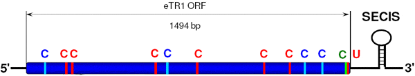 Структура гена eTR1, кодирующего фермент тиоредоксин-редуктазу. Цветными вертикальными полосками показано расположение кодонов, кодирующих цистеин (UGU — голубые полоски, UGC — зеленые, UGA — красные). Разноцветные буквы С над кодонами обозначают, что данный кодон кодирует цистеин. Самый правый, ближайший к SECIS кодон UGA кодирует селеноцистеин (U). Рис. из дополнительных материалов к обсуждаемой статье в Science
