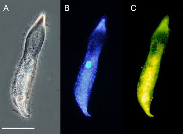 Pseudotrichonympha grassi    (   ),   . A    . B      ,  . C      FISH (fluorescence in situ hybridization);    蠗   , 젗   .    100.       Science