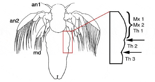 Личинка-науплиус рачка Artemia franciscana. На данной стадии развития уже сформированы три передних сегмента, несущих по паре конечностей: антенны первые (an1), антенны вторые (an2) и мандибулы (md). В задней части тела личинки сегментация только начинает намечаться. Заметны три небольших «вздутия». Первое из них соответствует сразу трем будущим сегментам. На них разовьются две пары нижних челюстей — максилл (Mx1, Mx2) и первая пара грудных ног (Th1). Второе и третье вздутия соответствуют второму и третьему грудным парасегментам, на которых начинается формирование второй и третьей пар грудных ног (Th2, Th3). Рис. из обсуждаемой статьи в Frontiers in Zoology