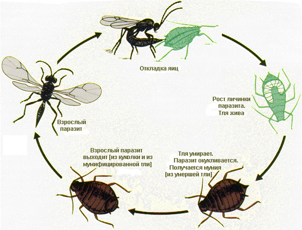 Схема жизненного цикла тлевого наездника. Иллюстрация с сайта www.entomology.wisc.edu
