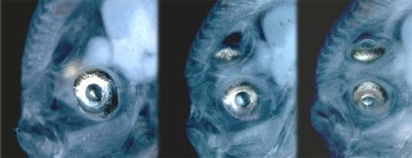 Смещение глаза в ходе индивидуального развития камбалы Bothus ocellatus. Слева: оба глаза еще находятся по разные стороны черепа. В центре: правый глаз переполз на «макушку». Справа: оба глаза на левой стороне. Изображение с сайта vertebrates.si.edu