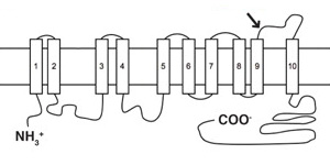Мутация мембранного белка NHE9, ведущая к аутизму. Стрелка показывает место точечной мутации, превратившей триплет CGA (кодирует аминокислоту аргинин) в стоп-кодон (TGA). Рис. из обсуждаемой статьи в Science