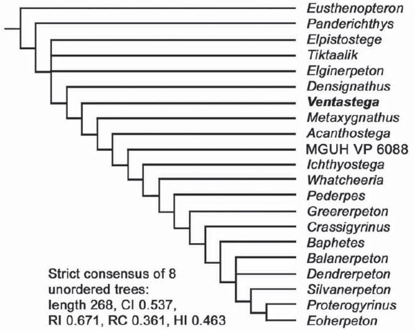 Кладограмма тетраподоморфных рыб и ранних тетрапод, построенная на базе 121 признака. MGUH VP 6088 — еще не описанный экземпляр из фамена Гренландии. Рис из обсуждаемой статьи в Nature