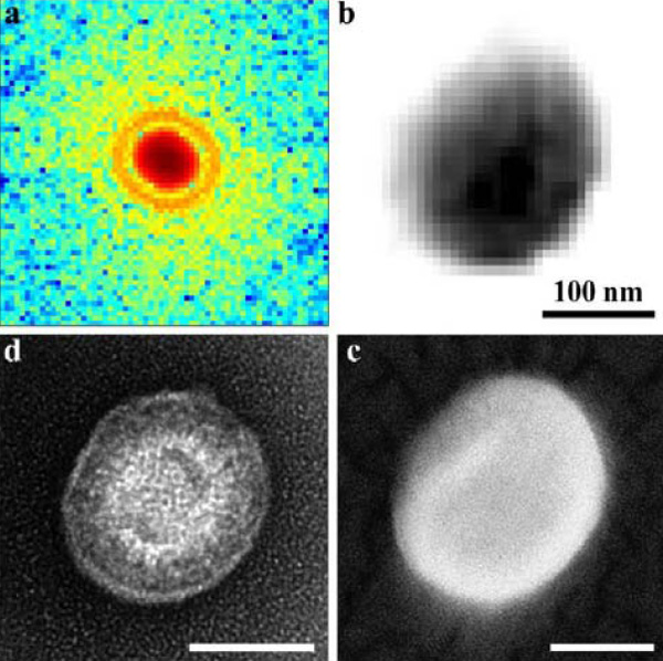 Рис. 2. Изображение вируса, полученное с помощью камеры с ПЗС-матрицей (a); рентгеновское изображение вируса (b); снимок вируса под сканирующим и просвечивающим электронным микроскопом (c и d соответственно). Рис. из обсуждаемой статьи arXiv:0806.2875