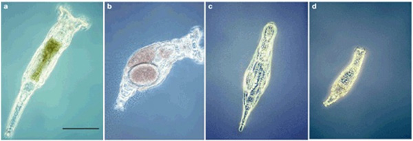  : a Philodina roseola, b Macrotrachela quadricornifera, c Habrotrocha constricta, d Adineta vaga.    0,1.    www.nature.com