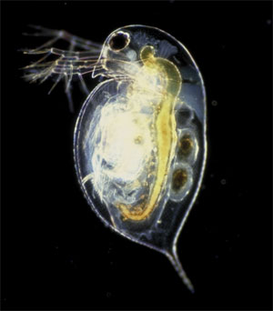   Daphnia pulex    .  蠗        (    23).             ,   ,  .  Paul Hebert  commons.wikimedia.org