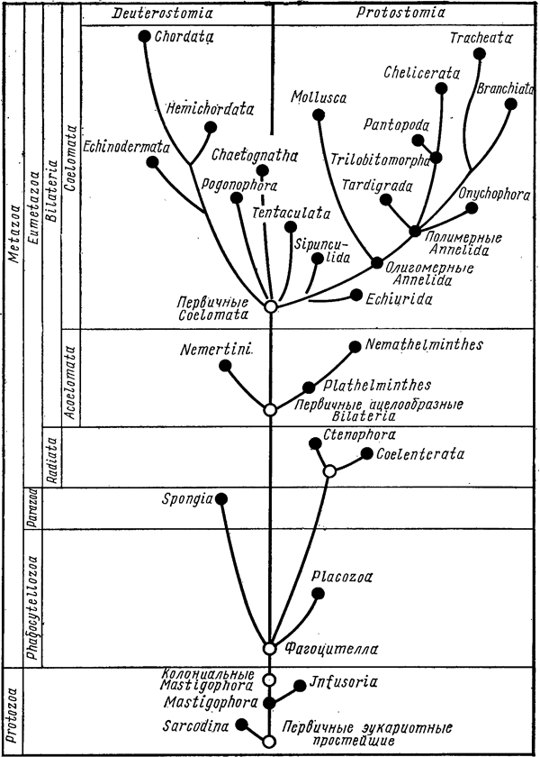 Эволюция животных по классическим представлениям (из учебника «Зоология беспозвоночных» В.А.Догеля, 1981). Круглые черви (Nemathelminthes) происходят от плоских (Plathelminthes). Разделение на первичноротых (Protostomia) и вторичноротых (Deuterostomia) происходит после появления вторичной полости тела (целома) у первых представителей группы Coelomata; «доцеломические» животные (Acoelomata) не относятся ни к первично-, ни к вторичноротым