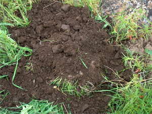 В одном грамме верхнего слоя почвы содержится до миллиарда бактерий; при этом многие из почвенных штаммов способны расти на чистых антибиотиках. Фото с сайта www.microzym.ru