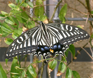   (Papilio xuthus)    (        ).    commons.wikimedia.org