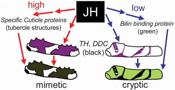   (high)   (low)    (JH)       .         (specific cuticle proteins),     (tubercle structures)    (   ,      ).   ,  ,   -  (bilin binding protein),    (green) .         ,      (tyrosine hydroxylase, TH)  - (dopa decarboxylase, DDC),    ࠗ .     ,      (,   ,         ),    ,  ,  (mimetic),   ,       (  )        ,  ,  (cryptic)   .     Science