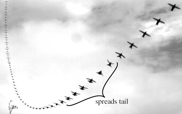          .    ,      (spreads tail)      .     0,01.    