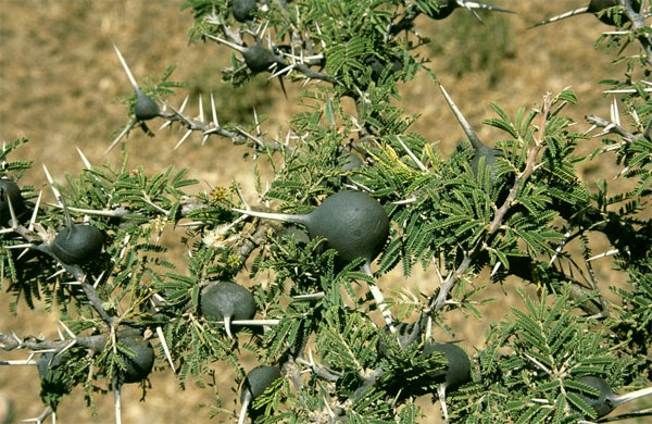 Акация Acacia drepanolobium образует у основания шипов наросты, в которых поселяются муравьи — Crematogaster mimosae и два других вида. Фото с сайта www.biolib.cz