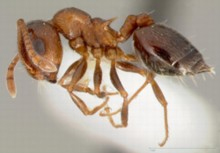Несколько видов муравьев из рода Crematogaster способны заселять акации Acacia drepanolobium. Разные виды муравьев взаимодействуют с акациями по-разному. C. nigriceps (на фото), который, как и C. mimosae, поселяется во вздутиях у оснований шипов, успешно защищает акации от растительноядных животных, но вместе с тем и наносит им вред, поедая образовательную ткань в почках и тем самым препятствуя развитию кроны (чтобы уменьшить вероятность контакта с колониями муравьев других видов на соседних деревьях). Фото с сайта www.blueplanetbiomes.org