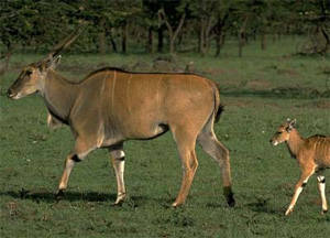 Антилопа канна, или эланда (Taurotragus oryx), — один из четырех видов крупных млекопитающих, поедающих ветви и листья акаций в районе исследования. Фото с сайта www.wildlifesafari.info