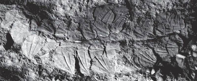 Махеридия Plumulites tafennaensis из позднего ордовика Марокко. Одна из редких находок, показывающих прижизненное расположение скелетных пластинок. Мягкие ткани в данном случае не сохранились. Фото из обсуждаемой статьи в Nature