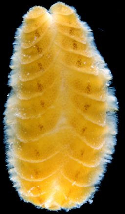 Современные кольчатые черви афродитиды тоже покрыты сверху чешуями (элитрами), но эти чешуи мягкие, неминерализованные. Фото © Dieter Fiege с сайта web.zoo.uni-heidelberg.de