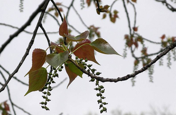 Весна приходит в Западную Европу всё раньше и раньше. На снимке — распускающиеся листья тополя в Андалузии (Испания). Фото Бориса Гончарова, воспроизводится на «Элементах» с любезного разрешения автора