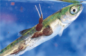 Малек горбуши, зараженный лососевыми вшами. Эти паразиты являются причиной высокой смертности молоди горбуши. Распространению паразита способствует развитие лососевых хозяйств. Фото из обсуждаемой статьи в Science