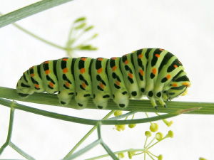  Papilio machaonL.   .         . (   ru.wikipedia.org)