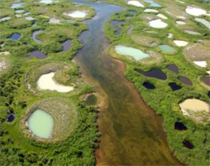Талые озера, называемые также термокарстовыми, — один из важнейших источников парниковых газов. На снимке: талые озера в Северном Квебеке (Канада). Фото с сайта www.cen.ulaval.ca