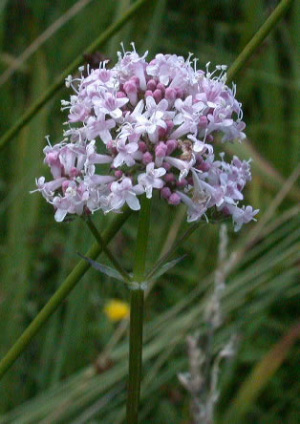   (Valeriana officinalis)    .   ,       .   ,     .  , ,  ,       .    www.nature-diary.co.uk