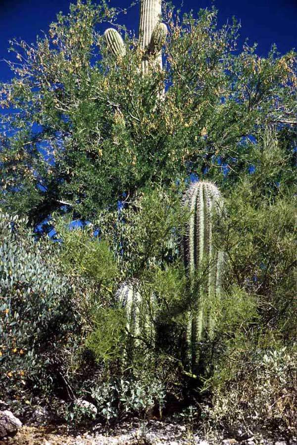 Целое скопление растений-нянь и их «подопечных» в Сонорской пустыне в Аризоне (район Тусонских гор). Железное дерево Olneya tesota своей кроной дало приют «зеленому дереву» Cercidium microphyllum (на переднем плане), а оно, в свою очередь, является няней для проростков кактуса сагуаро (Carnegia gigantea). Впрочем, скоро кактусы перерастут своих нянь. Фото с сайта www.desertmuseum.org