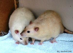 При всем различии между крысами и людьми эмоции у них контролируются одними и теми же химическими веществами. Фото © E.Sandford 2006 с сайта www.ratz.co.uk