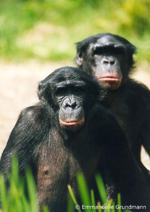Бонобо (карликовые шимпанзе) часто используют секс в качестве средства для снятия стресса и напряженности в коллективе. Теперь понятно, что всё дело тут в окситоцине. Фото © Emmanuelle Grundmann с сайта homepage.mac.com