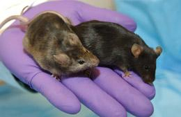 Нокаутные мыши. Фото из сообщения о присуждении Нобелевской премии по физиологии и медицине 2007 года на сайте журнала Nature