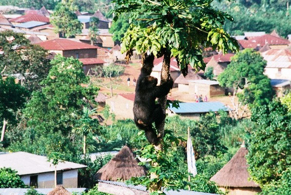 Деревня Боссу, в окрестностях которой обитает семья шимпанзе (фото с сайта www.pri.kyoto-u.ac.jp)