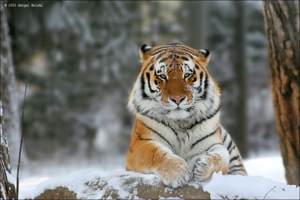 Амурский тигр. Фото Сергея Бельского (Sergei Belski) с сайта www.photosight.ru, воспроизводится на «Элементах» с любезного разрешения автора