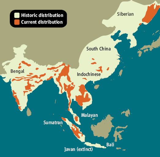Распределение тигра в Юго-Восточной Азии. Белым цветом показан ареал этого вида в прошлом. Оранжевым выделены участки, где тигр еще встречается сейчас. Надписи — названия подвидов. Из статьи Вирджинии Морелл в Science