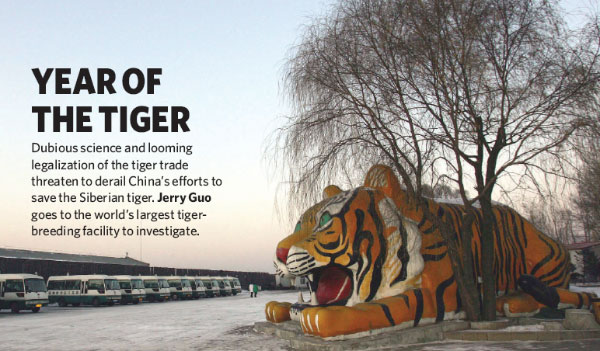 Вход в «Тигровый парк» в Хэндаохэцзы около Харбина (Китай). Этим снимком открывается статья Джерри Гуо «Год тигра» в журнале Nature. Подзаголовок гласит: «Сомнительная наука и проглядывающая легализация «тигровой» торговли угрожает свести на нет усилия Китая по сохранению амурского тигра. Джерри Гуо посетил крупнейший центр по разведению тигров»