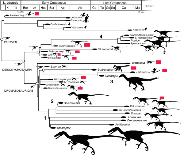       ,  .     ( !)    .   4 . ,  ,    , . .    Science Basal Dromaeosaurid and Size Evolution Preceding Avian Flight