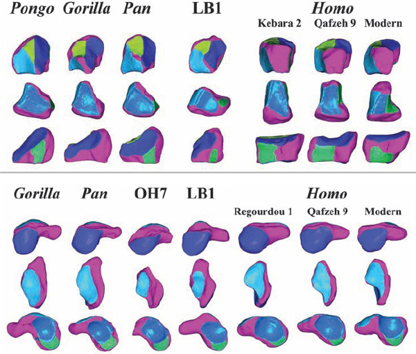 Две косточки запястья (вверху — трапециевидная, внизу — ладьевидная), каждая косточка показана с трех разных сторон. Pongo — орангутан, Gorilla — горилла, Pan — шимпанзе, OH7 — хабилис, LB1 — хоббит, Kebara 2 и Regourdou 1 — неандертальцы, Qafzeh 9 — верхнепалеолитический сапиенс, Modern — современный человек. Рис. из обсуждаемой статьи в Science