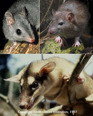 Три представителя мелких млекопитающих, данные по которым использованы в обсуждаемой работе. По массе тела они наиболее близки к среднему значению для этой группы (275 г). Вверху слева: тафа, или австралийская сумчатая крыса (Phascogale tapoatafa), фото с сайта www.ernmphotography.com, © ERN MAINKA; вверху справа: обыкновенная серая крыса (Rattus norvegicus), фото с сайта www.biopix.eu, © Biopix.dk: JC Schou. Внизу: буролицый опоссум (Metachirus nudicaudatus), фото с сайта www.terrambiente.org, © Smithsonian Institution