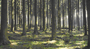 Фото из статьи Peter Hogberg Environmental science: (Nitrogen impacts on forest carbon // Nature. 2007. V. 447. P. 781-782), сопровождающей публикацию обсуждаемой работы. Фото с сайта botanica/photolibrary.com