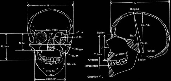Система стандартных промеров черепа. Рис. с сайта www.snpa.nordish.net