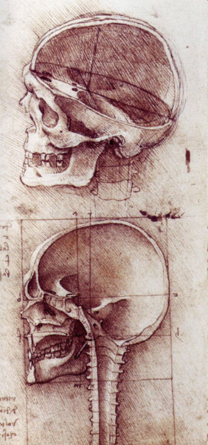 Леонардо да Винчи. Измерения человеческого черепа. Рис. с сайта www.drawingsofleonardo.org